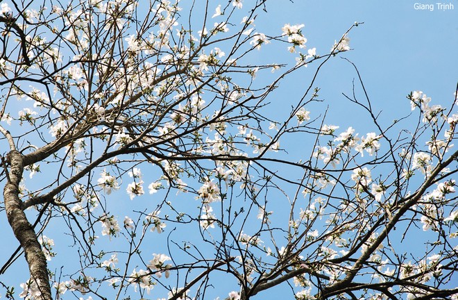 Trees in full bloom in Da Lat City - ảnh 9